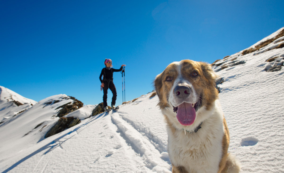 Skitouren gehen mit Hund in den österreichischen Alpen - copyright Shutterstock.com