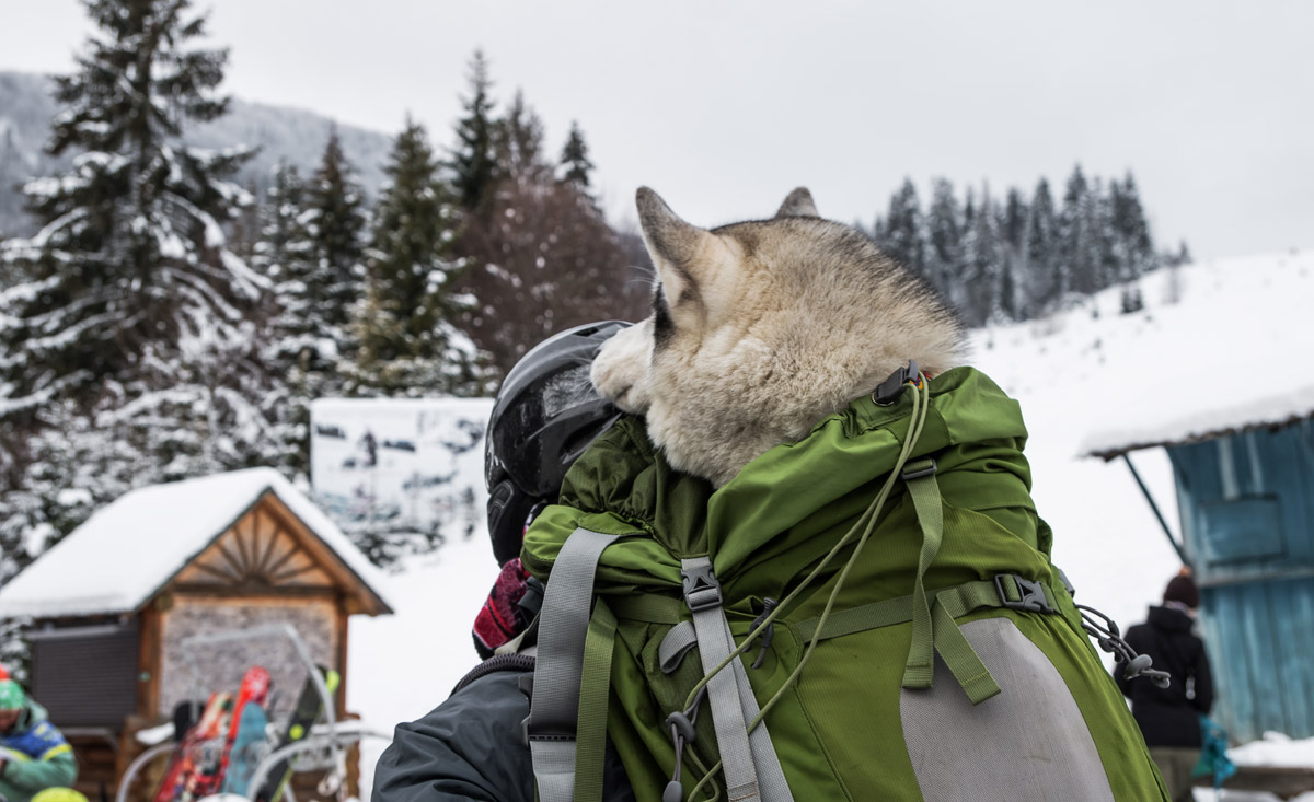 Skifahren mit Hund im Rucksack - Unvergessliche Skimomente mit Ihrem Hund in Österreich - copyright Shutterstock.com